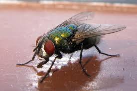 fly